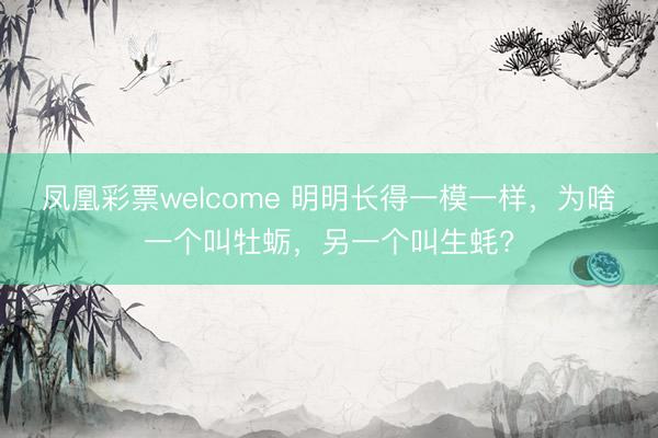 凤凰彩票welcome 明明长得一模一样,为啥一个叫牡蛎,另一个叫生蚝?
